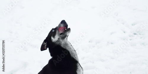 Portrait of a dog that looks up and catches snow.