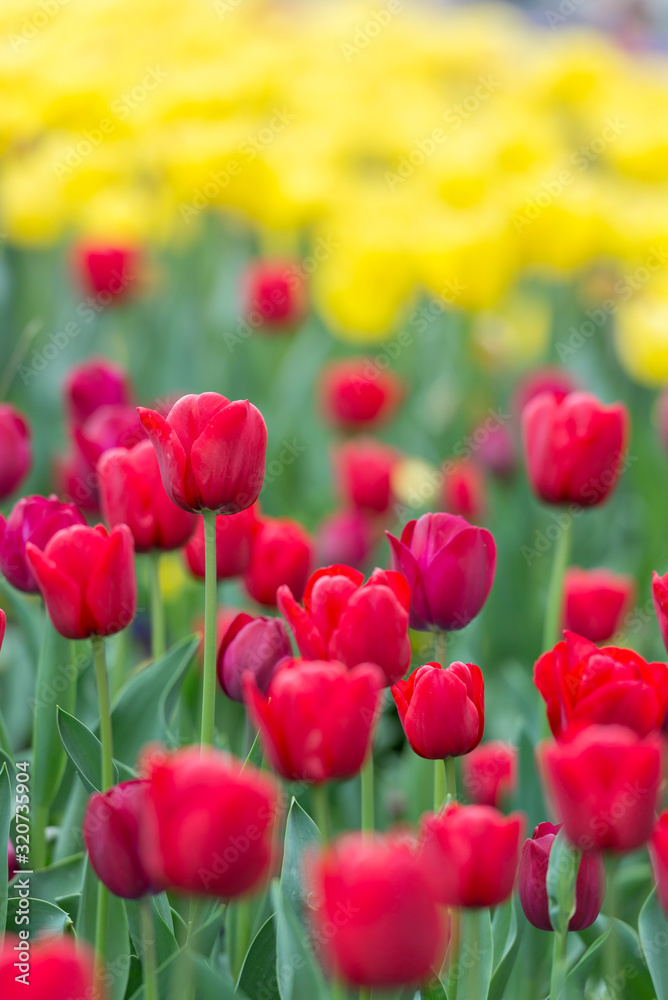 Amazing Darwin Hybrid Red Tulips in a flowerbed with Yellow blurry Tulips in a background