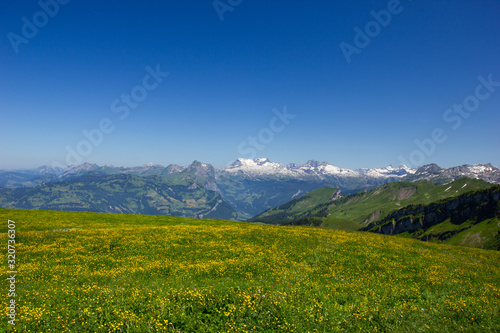 snowy swiss mountains on a sunny day under blue sky with a meadow full of flowers in the foreground