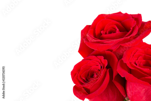 Amazing lovely red roses isolated on white background. Close-up. Copy space. Women s Day concept. Symbol of beauty.