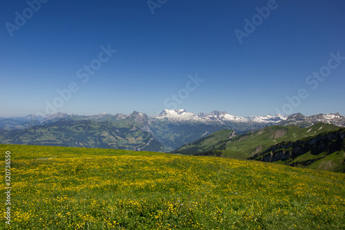 swiss mountains on a sunny summer day with a meadow full of flowers in the foreground