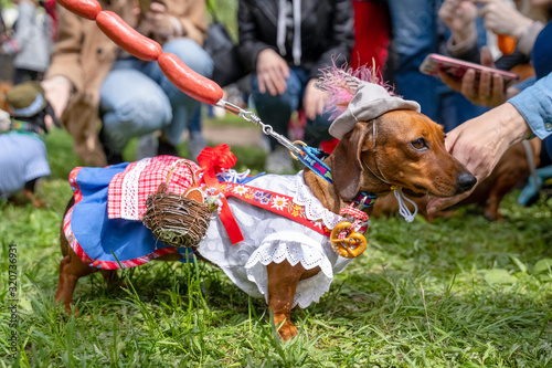 Fototapeta Naklejka Na Ścianę i Meble -  Portrait dog of the Dachshund breed in national bavarian costume  in the park at a parade festival dachshund in St. Petersburg