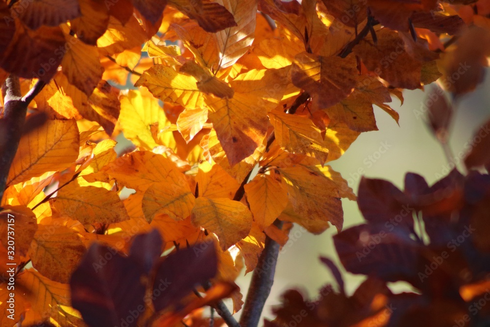 autumn leaves background