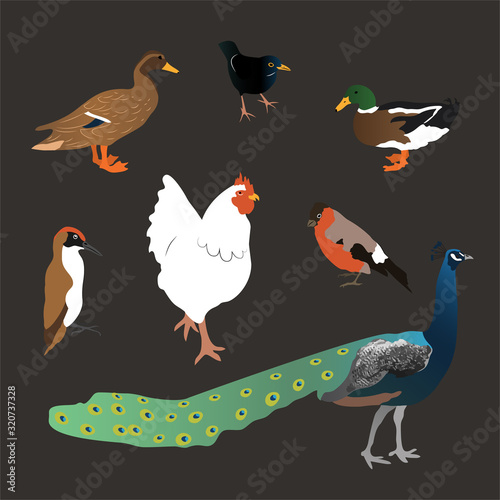 Set of different birds, duck, rooster, peacock, woodpecker. Isolated on dark background. Flat style vector.