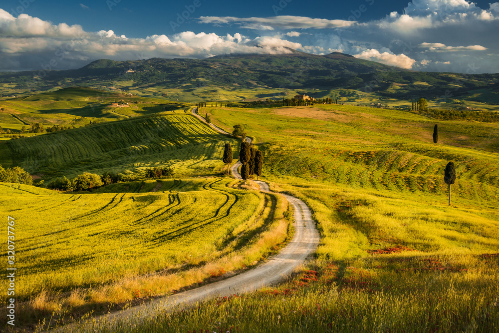 Impressive spring landscape,view with cypresses and vineyards ,Tuscany,Italy Impressive spring landscape,view with cypresses and vineyards ,Tuscany,Italy