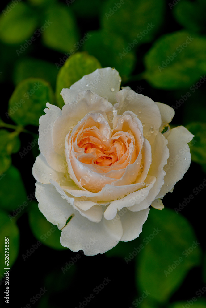 Beautiful rose on dark background Beautiful rose on dark background
