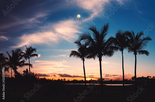 Silhouettes of palm trees against the moon and sky during a tropical night.