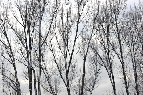 Serie di alberi a contrasto contro il cielo nuvoloso