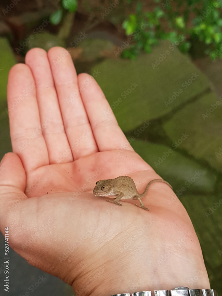 Chameleon in a hand Chameleon in a hand