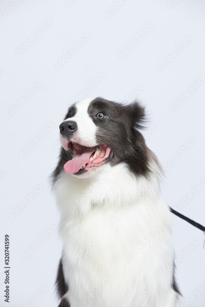 The border collie poses and poses against a white background The border collie poses and poses against a white background