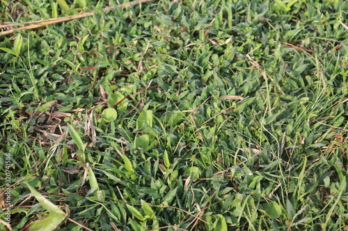 background of green leaves © Chosita