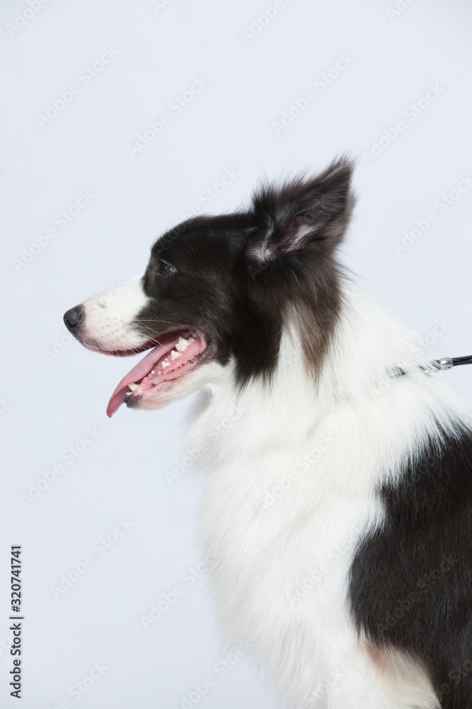 The border collie poses and poses against a white background The border collie poses and poses against a white background