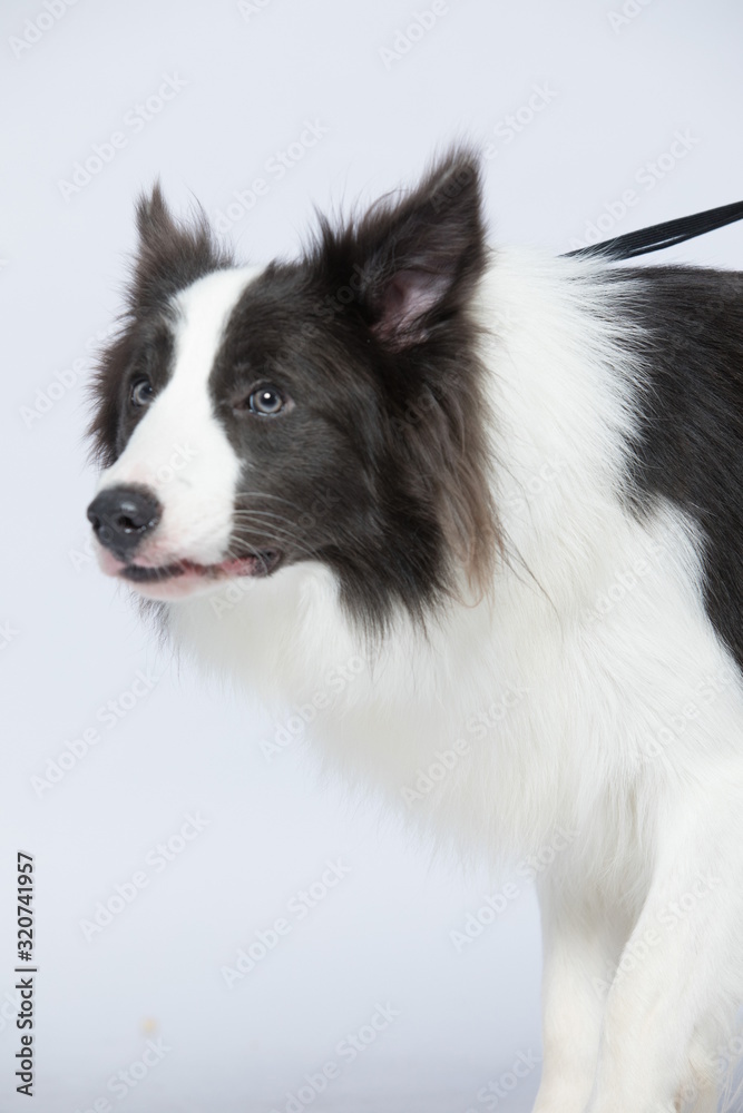 Fototapeta premium The border collie poses and poses against a white background