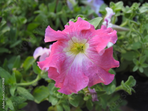 Close-up of a pink flower, Jagtap Nursery, Camp