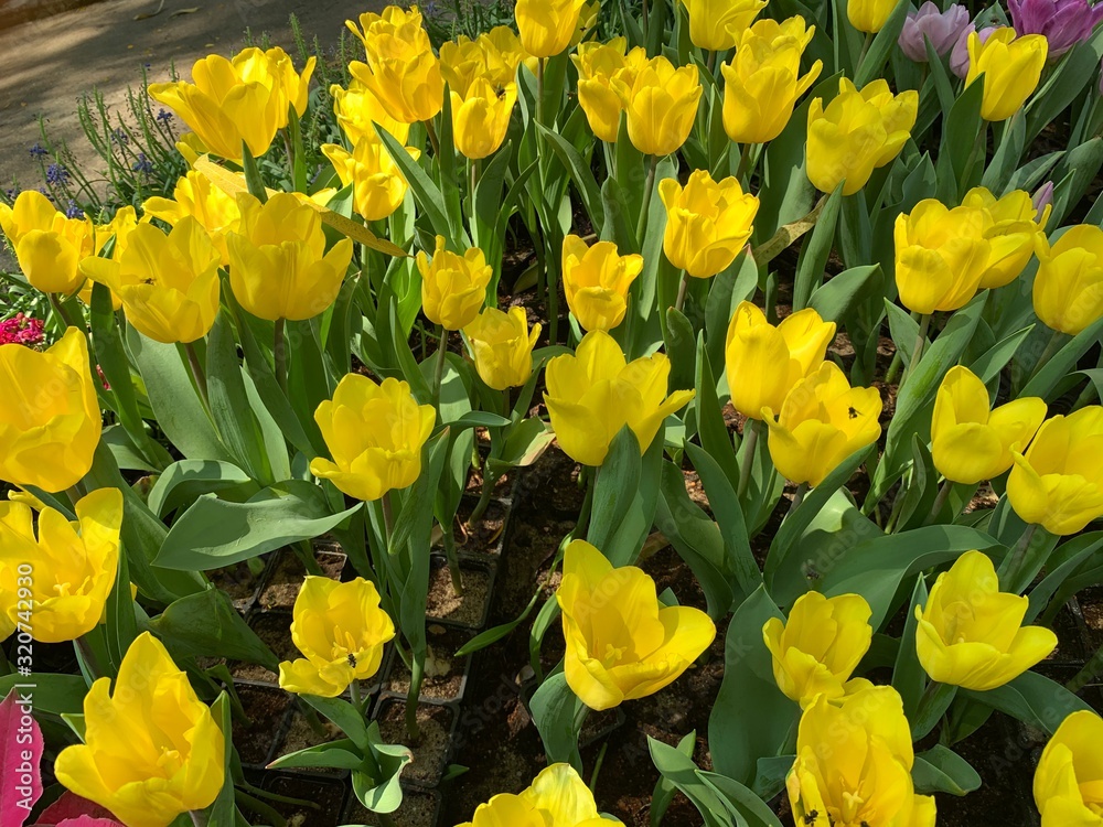 Obraz premium yellow and tulips
