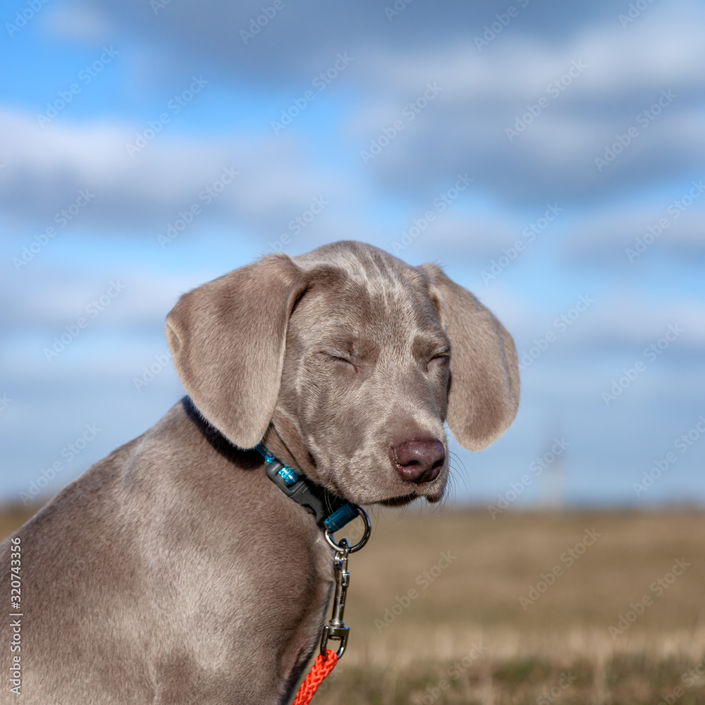 Portrait eines Weimaraner Welpen Portrait eines Weimaraner Welpen