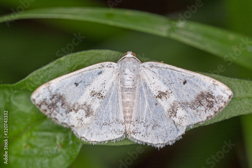 Lomographa temerata, the clouded silver, is a moth of the family Geometridae. photo