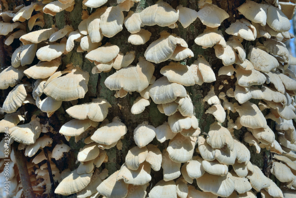 Mushrooms tinder (Panellus stypticus) 3