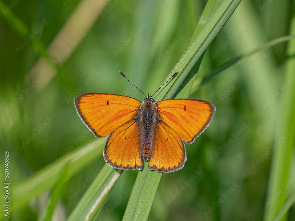The large copper (Lycaena dispar) is a butterfly of the family Lycaenidae. The large copper (Lycaena dispar) is a butterfly of the family Lycaenidae.