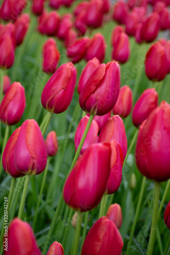 Pink and red tulips in Keukenhof  Netherlands.