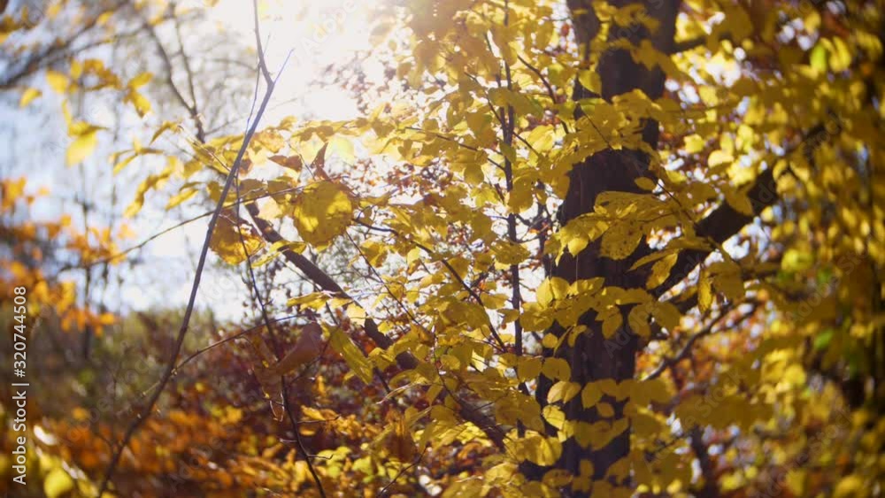 Close up for a tree with autumn leaves, sunlight passing through the leaves Close up for a tree with autumn leaves, sunlight passing through the leaves