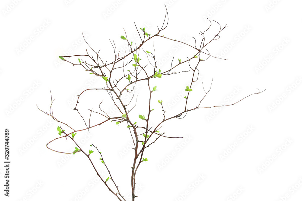 Fototapeta premium Spring branch with first leaves isolated on white background. Spring twigs with first small leaves of decorative garden bush..