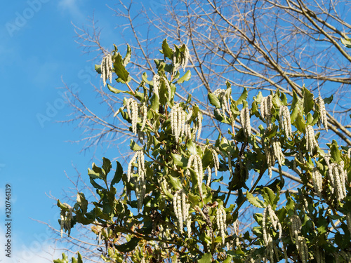 (Garrya elliptica) Coast silk-tassel or wavyleaf silktassel with glossy green leaves, paler on underside with wavy leaf margins, inflorescences in cascade, silver or grey-green pendant catkins photo