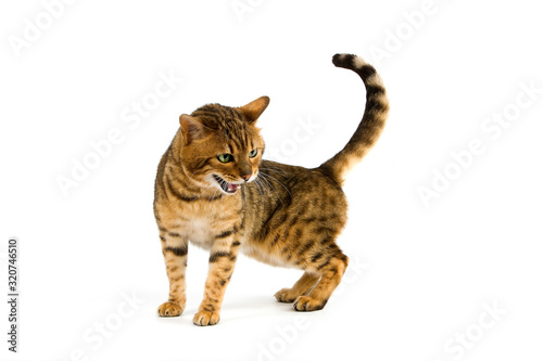 BENGAL BROWN SPOTTED TABBY