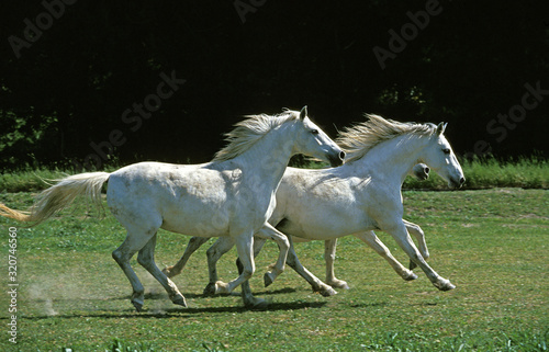 LIPIZZAN