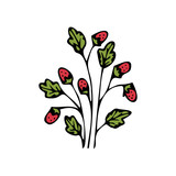 Single hand drawn herbal element on a white isolated background. Twigs with strawberries. Doodle, illustration simple outline. It can be used for decoration of textile, paper and other surfaces.