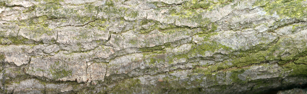 texture of the bark of oak with green moss. Panoramic photo of the oak texture. texture of the bark of oak with green moss. Panoramic photo of the oak texture.