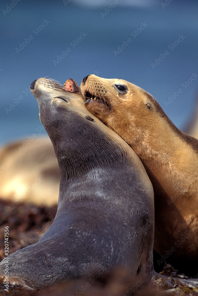 Fototapeta premium LION DE MER AUSTRALIEN neophoca cinerea