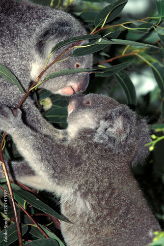 Canvas Print KOALA phascolarctos cinereus