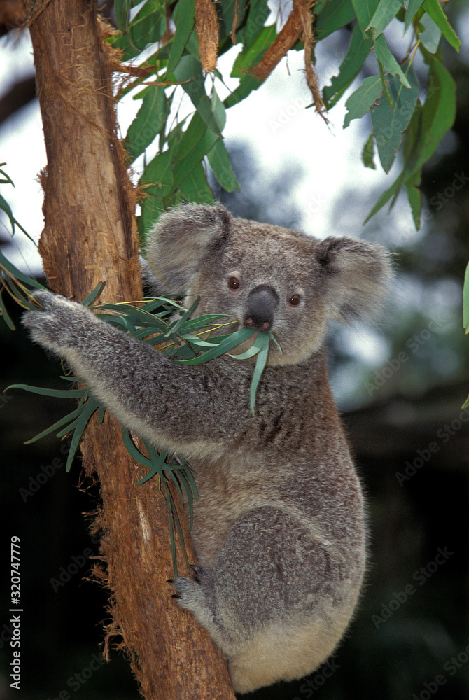 Fototapeta premium KOALA phascolarctos cinereus