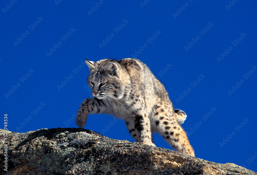 Fototapeta premium LYNX ROUX BOBCAT lynx rufus