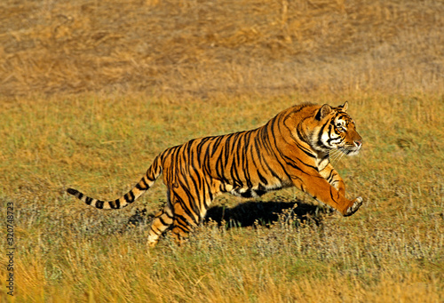 TIGRE DU BENGALE panthera tigris tigris
