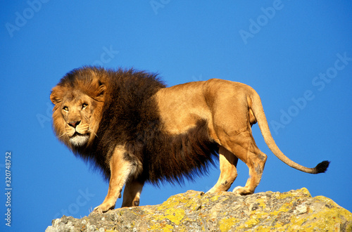 LION D'AFRIQUE panthera leo