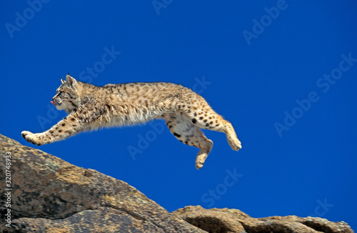 LYNX ROUX BOBCAT lynx rufus photo