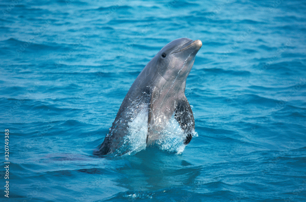 Fototapeta premium GRAND DAUPHIN tursiops truncatus