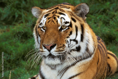 Fototapeta Naklejka Na Ścianę i Meble -  TIGRE DE SIBERIE panthera tigris altaica