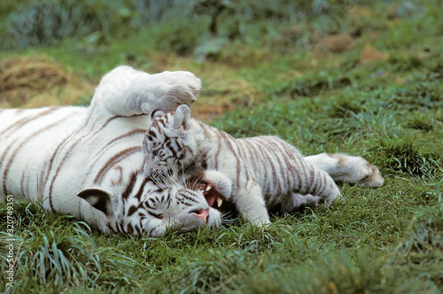 TIGRE BLANC panthera tigris
