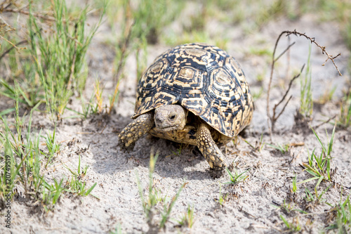 Close up of a walking Leopard tortoise (Stigmochelys pardalis), Namibia, Africa