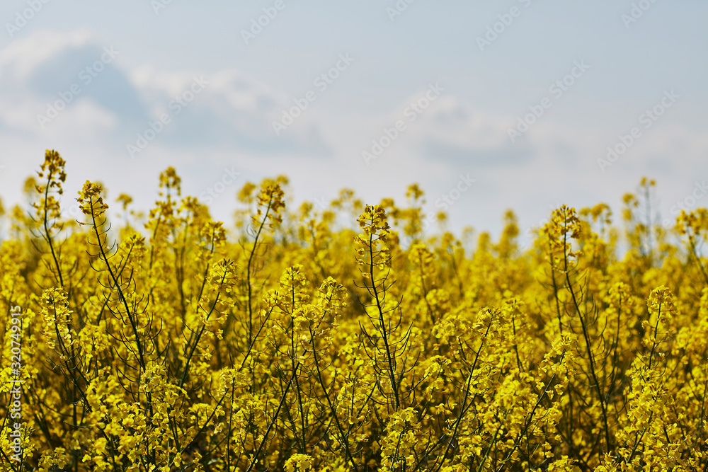 Rape field Rape field