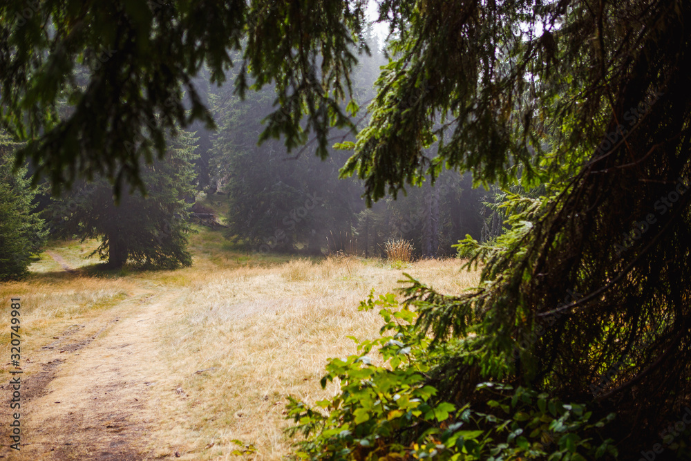 Obraz premium Natural frame made of spruce branches. Dirt road framed by fir trees