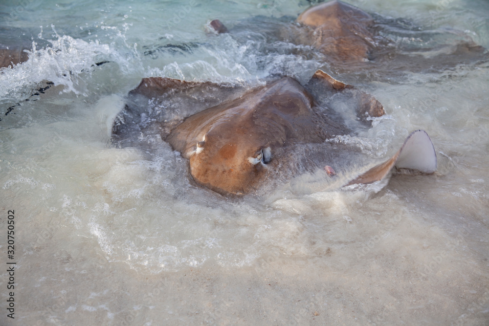 Stingrays dangerous animals on the beach at Maldives Stock Photo