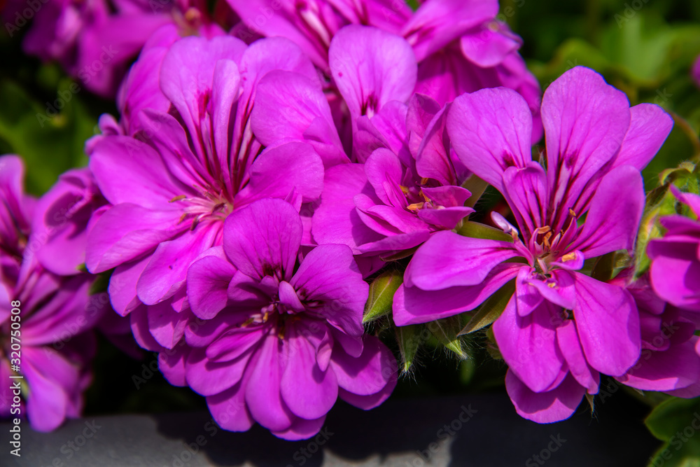 Fleurs de géranium en gros plan Fleurs de géranium en gros plan