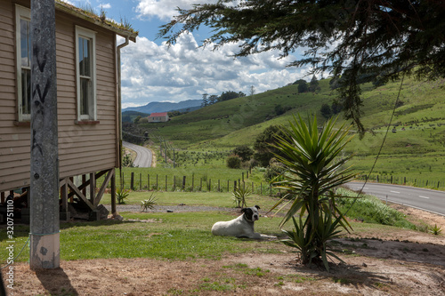 Awaroa road Northland New Zealand. herekino forest. Guarddog near house. photo