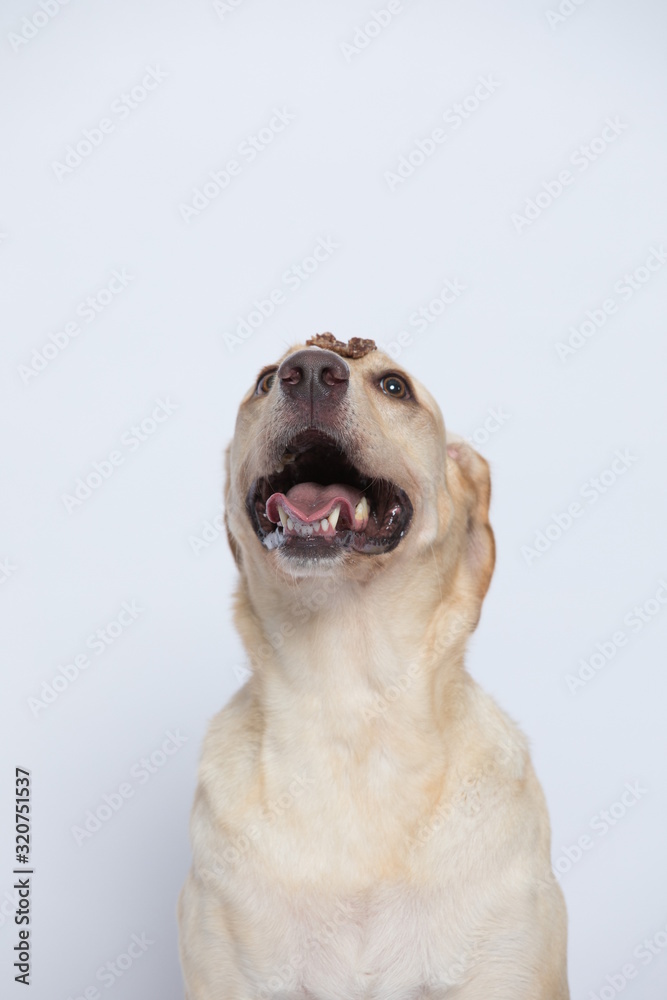 The simple Labrador makes all kinds of funny expressions on the white background The simple Labrador makes all kinds of funny expressions on the white background