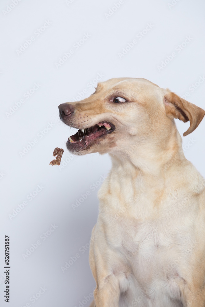 The simple Labrador makes all kinds of funny expressions on the white background