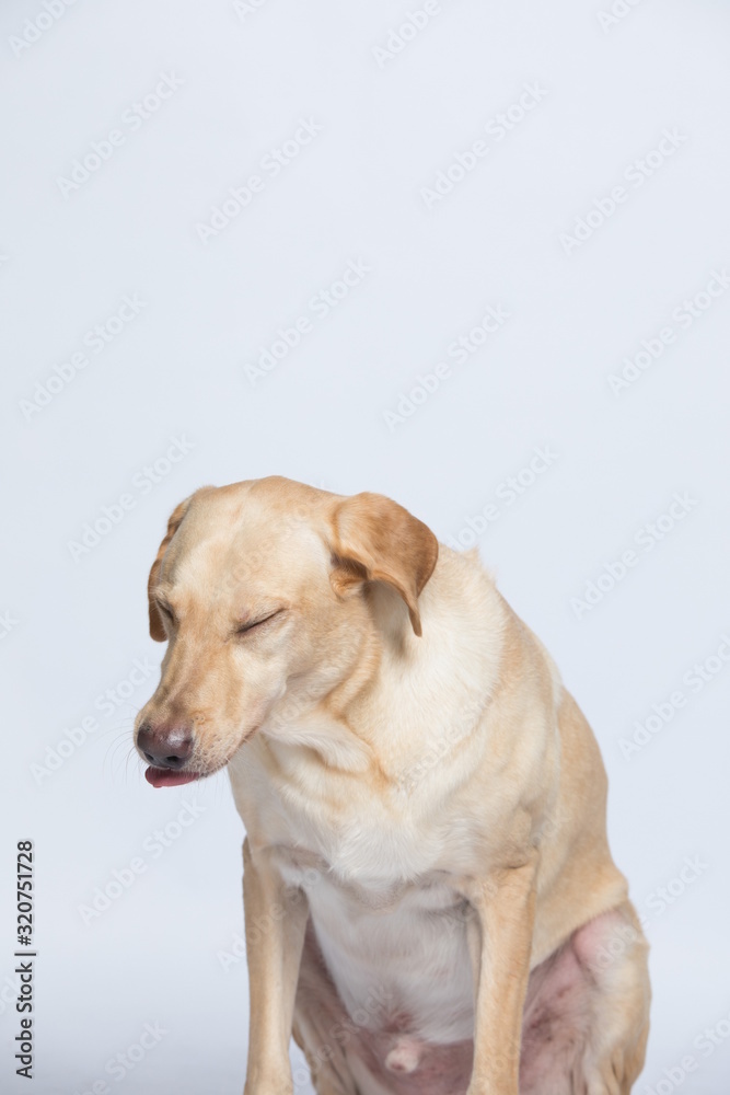 The simple Labrador makes all kinds of funny expressions on the white background The simple Labrador makes all kinds of funny expressions on the white background